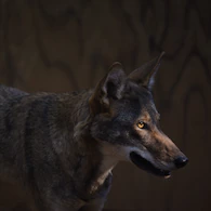 8 red wolves released into wild provide hope